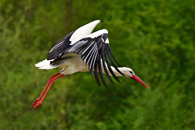Watch Storks Online Simple English News Watch Storks Online Simple English News